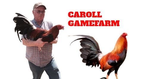 Kenneth carroll gamefarm. Things To Know About Kenneth carroll gamefarm. 